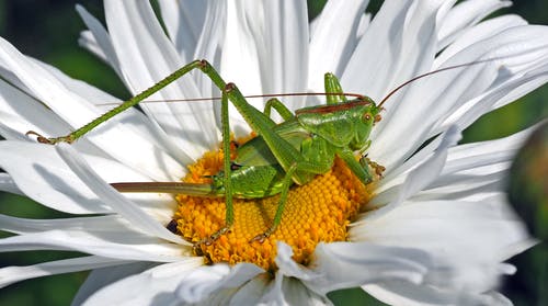 白天白色和黄色多瓣花上的绿色8足昆虫 · 免费素材图片