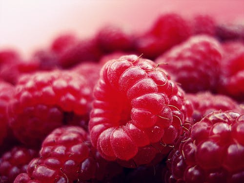 红树莓 · 免费素材图片