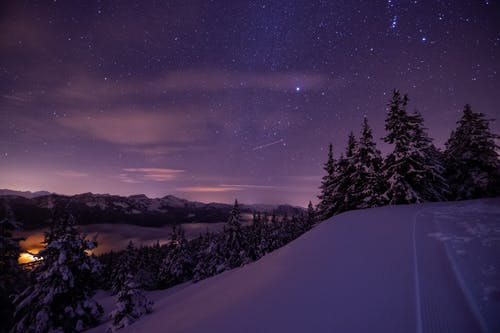 夜间树木和大雪覆盖的地面照片 · 免费素材图片