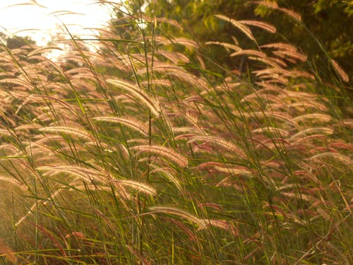 有关乾草地, 光, 夏天的免费素材图片
