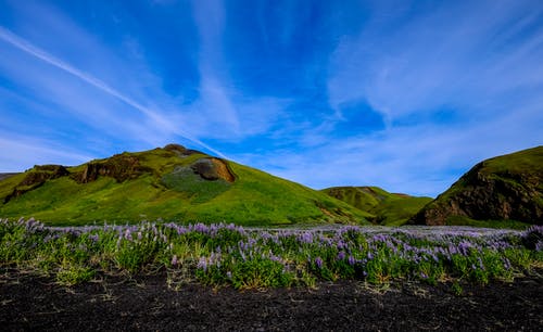 在山脚上的紫色花田 · 免费素材图片