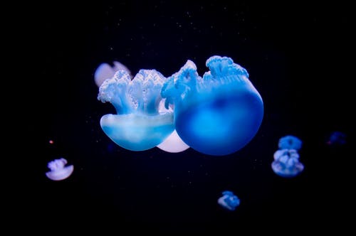 蓝水母 · 免费素材图片