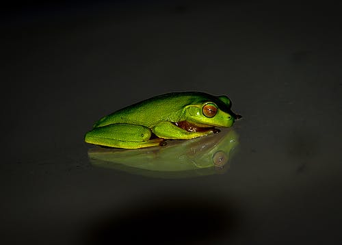 黑色表面上的绿色青蛙 · 免费素材图片