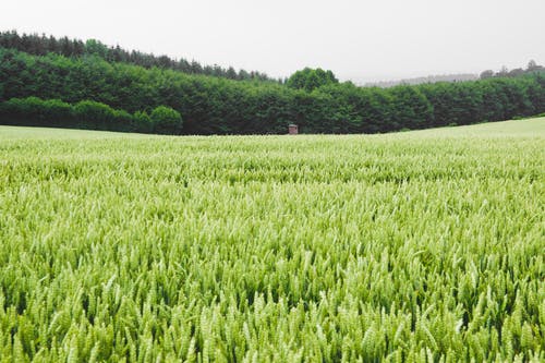 绿叶的草田 · 免费素材图片
