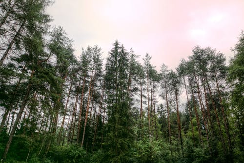 多云的天空下绿叶的树木 · 免费素材图片