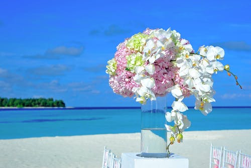 白色和粉红色的花朵 · 免费素材图片