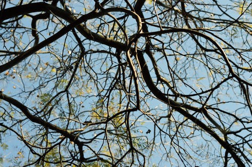 棕树 · 免费素材图片