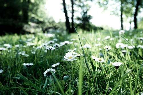 绿叶植物 · 免费素材图片