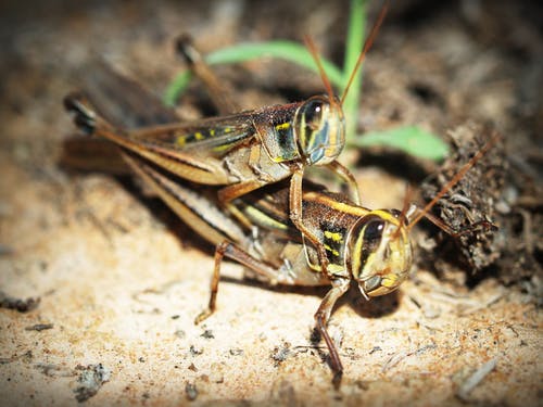 有关gryllidae, 交配, 特写的免费素材图片