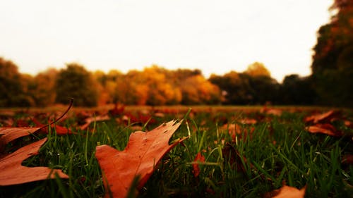 干叶在绿色草地上 · 免费素材图片