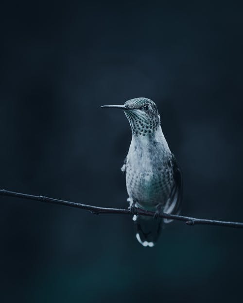 有关冷静, 动物, 和平的的免费素材图片