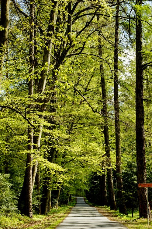 树木环绕的柏油路 · 免费素材图片