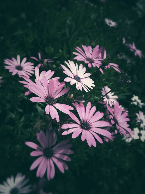 紫色花瓣的花朵特写照片 · 免费素材图片