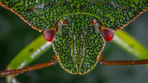 绿色臭虫的特写照片 · 免费素材图片