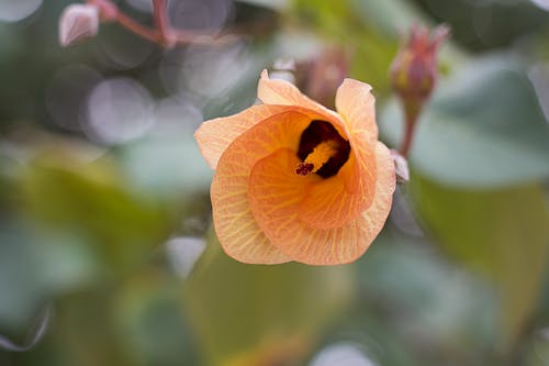 黄色和黑色的花 · 免费素材图片