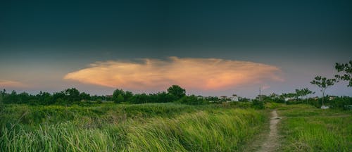 草地之间的途径 · 免费素材图片