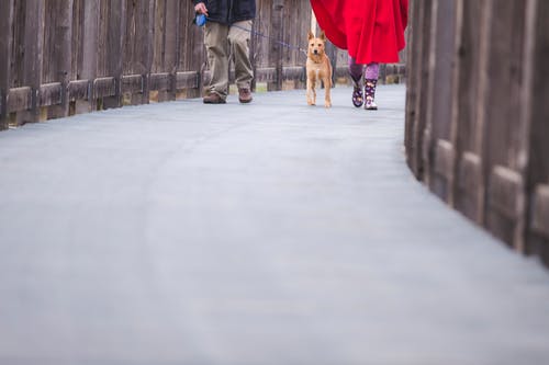 与他的狗散步的人 · 免费素材图片