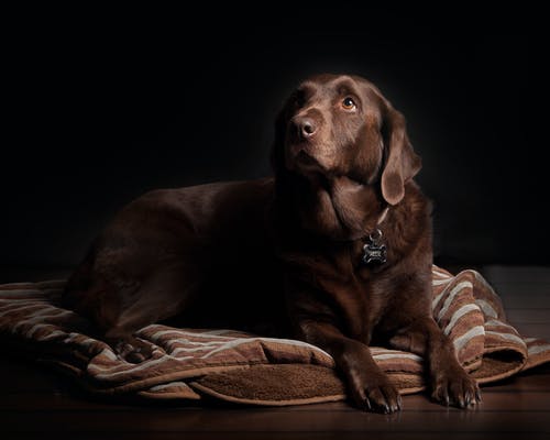 躺在棕色和白色条纹纺织上的成人巧克力拉布拉多犬 · 免费素材图片