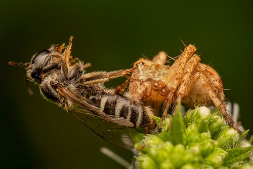 有关小, 工厂, 微距摄影的免费素材图片