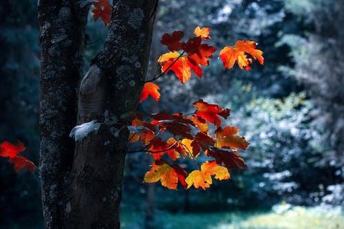 枫叶树 · 免费素材图片