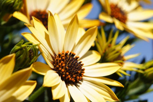 黄色雏菊 · 免费素材图片