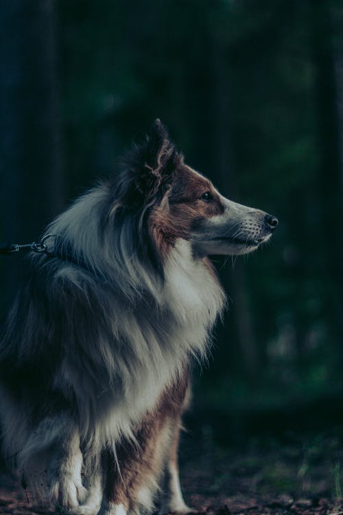 有关侧面图, 动物, 动物摄影的免费素材图片