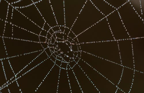 蜘蛛网的选择性聚焦摄影 · 免费素材图片