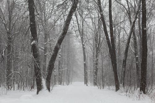 树木在雪地上的灰度照片 · 免费素材图片