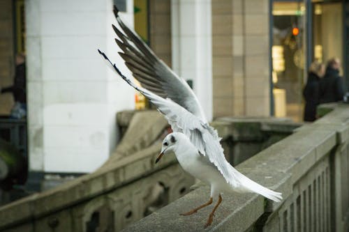 白色和灰色的鸟栖息在桥上 · 免费素材图片