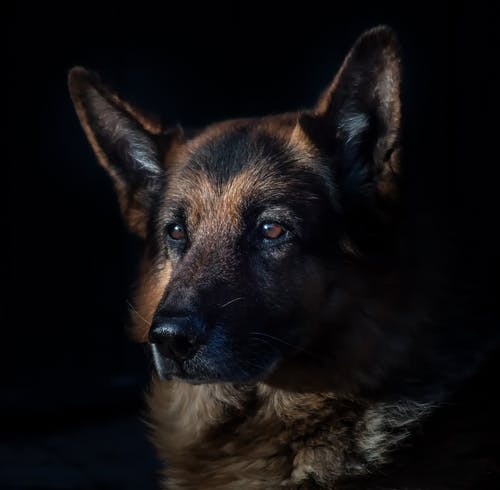 成人黑和棕褐色的德国牧羊犬 · 免费素材图片
