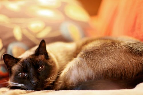 暹罗猫 · 免费素材图片