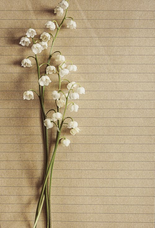 白色兰花 · 免费素材图片