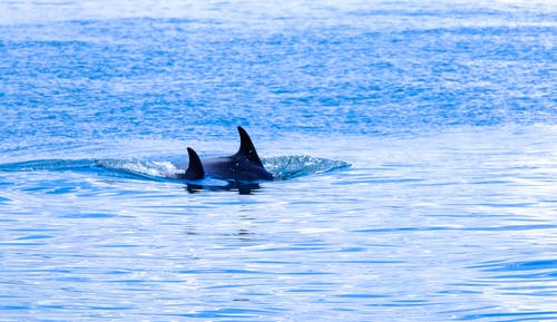 两个逆戟鲸游泳 · 免费素材图片