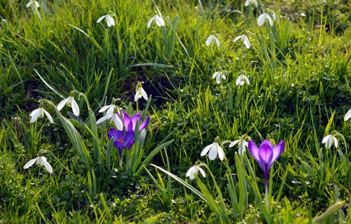 紫色和白色的花瓣花园 · 免费素材图片