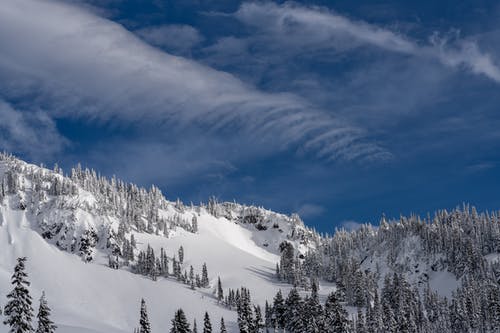 有关下雪的, 冬季, 天性的免费素材图片