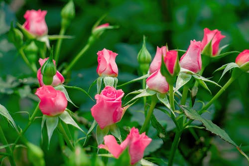 有关夏天, 天性, 户外的免费素材图片