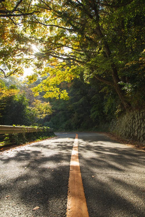 狭窄的柏油马路，在树林中阳光灿烂的日子 · 免费素材图片