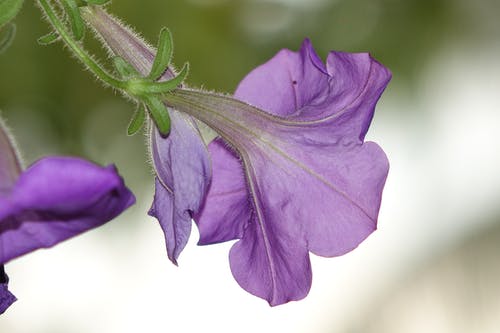 关闭了紫色牵牛花花的照片 · 免费素材图片