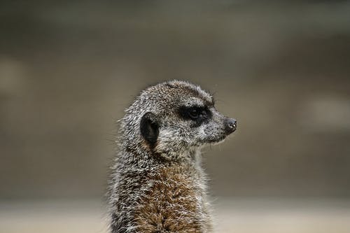 Meerkat的照片 · 免费素材图片
