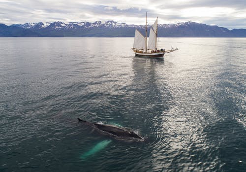 有关假日, 冒险, 冬季的免费素材图片