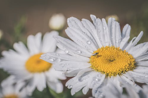 白色雏菊花的微距摄影 · 免费素材图片