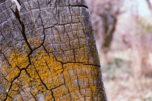 灰色树桩与黄色的青苔 · 免费素材图片