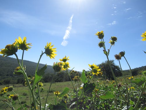 蓝蓝的天空下的黄色花瓣花 · 免费素材图片