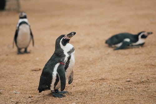 有关企鹅, 动物, 动物园的免费素材图片