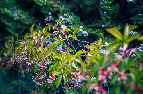 绿色和粉红色的绿叶植物 · 免费素材图片