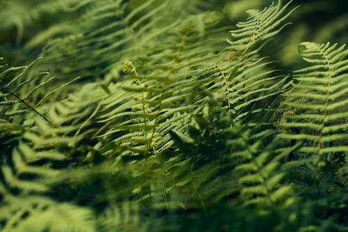 蕨类植物的特写照片 · 免费素材图片