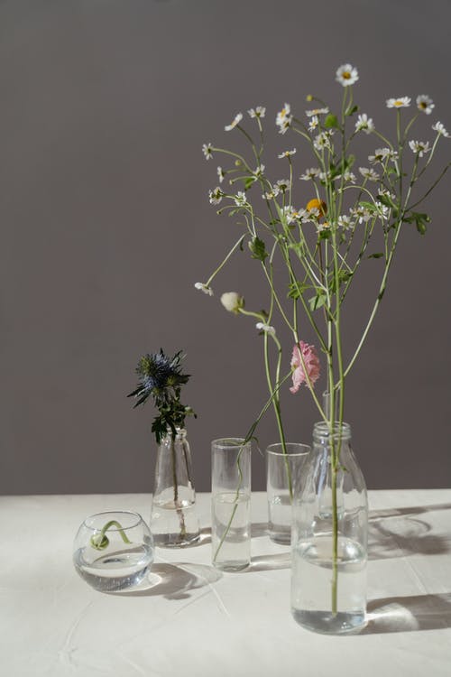 有关H2O, 作文, 发草的免费素材图片