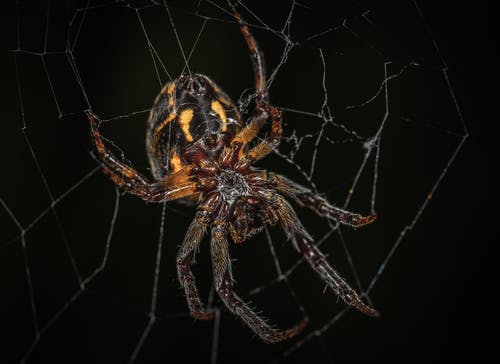 棕色谷仓蜘蛛在特写摄影 · 免费素材图片