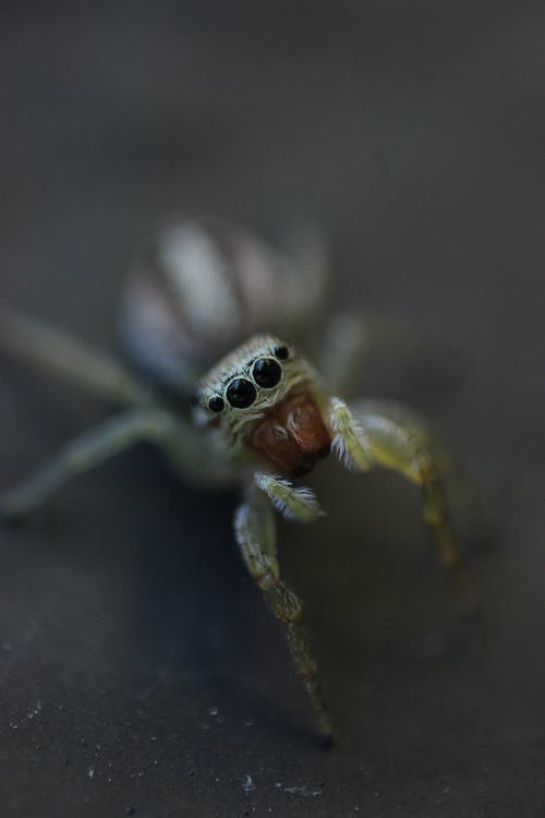 有关动物, 垂直拍摄, 宏观的免费素材图片