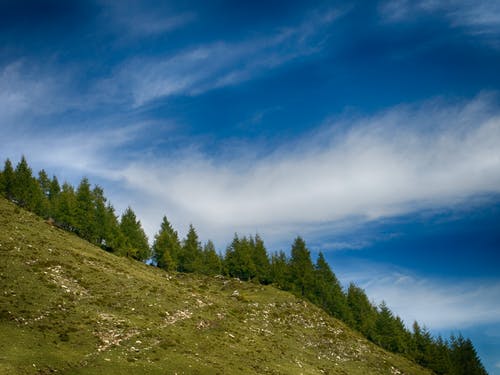 湛蓝的天空下的绿色松树 · 免费素材图片